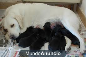 se venden cachorros  labradores