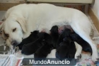 se venden cachorros labradores - mejor precio | unprecio.es