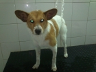 Siria chachorra para adoptar - mejor precio | unprecio.es