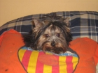yorkshire terrier madrid - mejor precio | unprecio.es