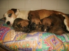 ¡se regalan cachorros! - mejor precio | unprecio.es