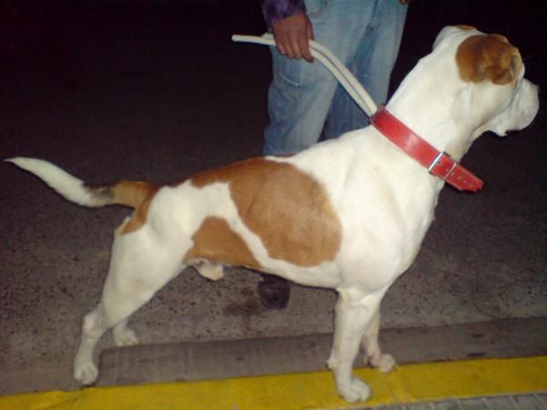 BUSCO DOGO ARGENTINO HEMBRA PARA MI PERRO