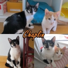 Chaplin. nuevo abandono!! - mejor precio | unprecio.es