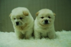 chow chow, 2 machos y 2 hembras disponibles para entregar - mejor precio | unprecio.es