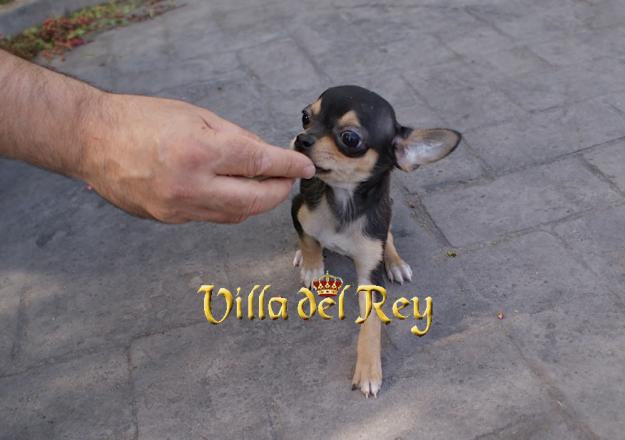 Extraordinario Chihuahua de 3 meses y medio