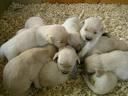 GOLDEN RETRIEVER CACHORROS EN VENTA