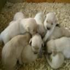 GOLDEN RETRIEVER CACHORROS EN VENTA - mejor precio | unprecio.es
