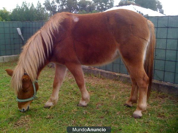 pony alazana busca macho para monta,en Córdoba
