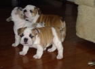 Tres hermosos cachorros bulldog Inglés disponible. - mejor precio | unprecio.es