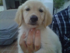 venta de cachorros golden retriever - mejor precio | unprecio.es