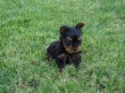 yorkshire linea coramonte,cachorro macho,nacido el 12/05/09,tamaño muy pequeño - mejor precio | unprecio.es