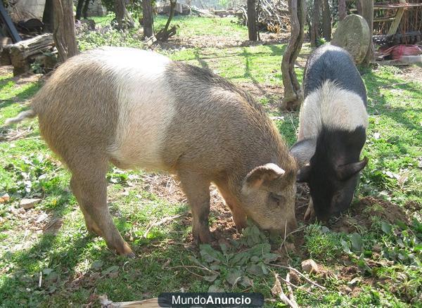 Porcos celtas cruzados con jabalí.