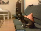 busco perro mestizo raza pequeño en zamora - mejor precio | unprecio.es