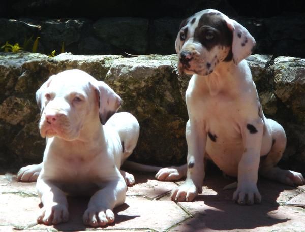 CACHORROS DE DOGO ALEMAN 650