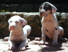 CACHORROS DE DOGO ALEMAN 650 - mejor precio | unprecio.es