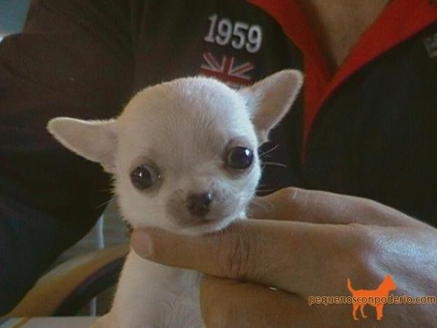 Camadas de chihuahuas.