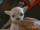 Camadas de chihuahuas. - mejor precio | unprecio.es