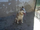 Mami preciosa x de nordico ve pasar sus dias detras de unos barrotes - mejor precio | unprecio.es