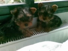 regalo yorkshire terrier cachorros - mejor precio | unprecio.es