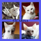SACARINA, hermosa gata blanca de ojitos bicolor - mejor precio | unprecio.es