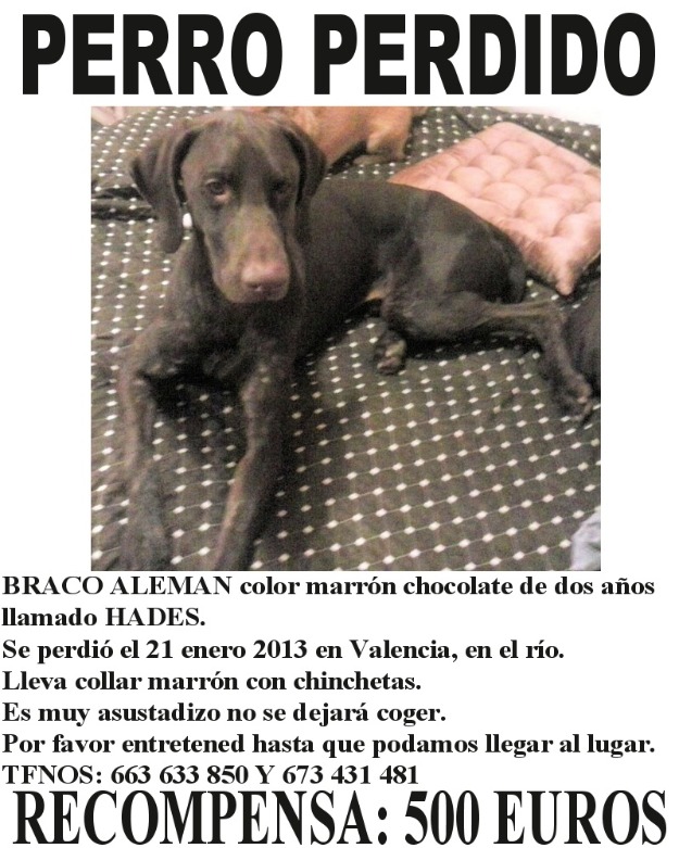 Perdido Braco Alemán en Valencia