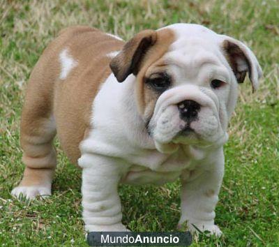 AKC inglés; AKC Bulldog Inglés cachorros