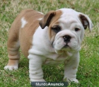 AKC inglés; AKC Bulldog Inglés cachorros - mejor precio | unprecio.es