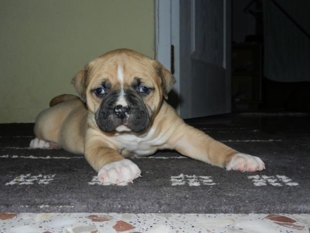 -Bulldog Americano