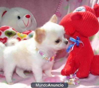 Adoption,Chihuahua listo para volver a homing cachorros
