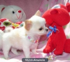 Adoption,Chihuahua listo para volver a homing cachorros - mejor precio | unprecio.es