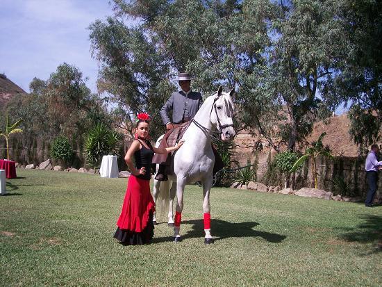 Caballos para bodas espectaculos sevillanas a caballo