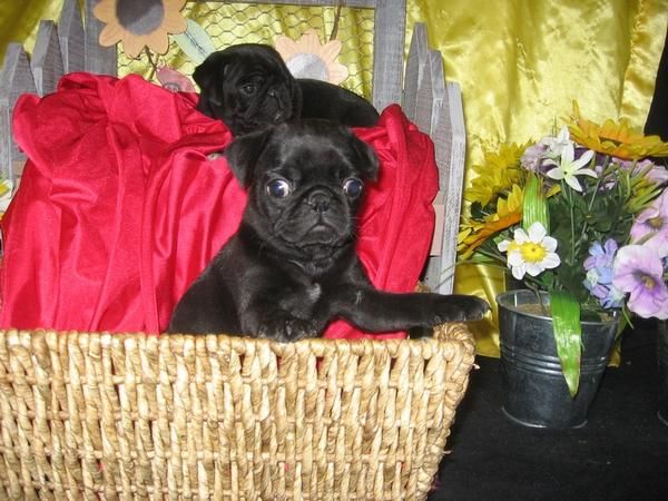 Carlinas negras con pedigree excelentes