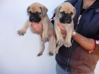 Excelente camada de bullmastiff - mejor precio | unprecio.es