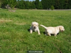 EXCELENTES CACHORROS DE LABRADOR RETRIEVER - mejor precio | unprecio.es