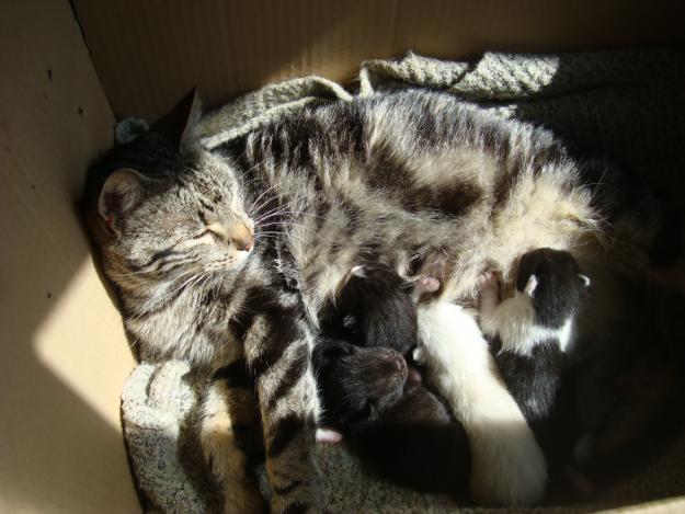 MIKA Gata y sus 4 bebés abandonados en adopción en almería