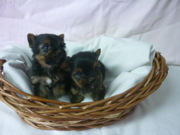 Preciosos cachorritos de Yorkshire muy guapos