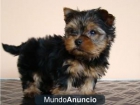 Preciosos cachorros de Yorkshire Miniatura! - mejor precio | unprecio.es