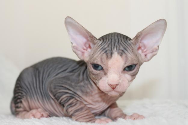 sphynx