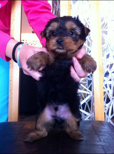 Vendo York Shire Terrier , lindisimo