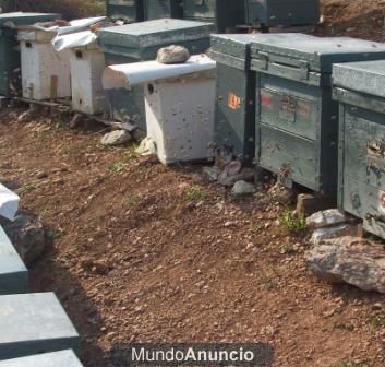 Venta de colmenas abejas España