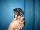 yorkshire terrier hembritas con pedigri (loe) - mejor precio | unprecio.es