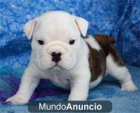 Inglés bulldogs cachorros disponibles - mejor precio | unprecio.es