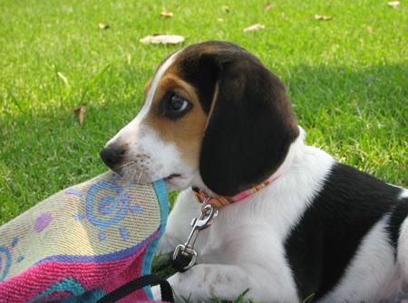 BEAGLE CACHORROS DE BUENA HOGARES