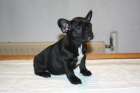 Cachorritos de bulldog frances negros con el pecho blanco - mejor precio | unprecio.es
