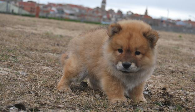 Cachorros Nacionales de Chow chow de color marrón