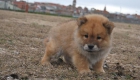 Cachorros Nacionales de Chow chow de color marrón - mejor precio | unprecio.es