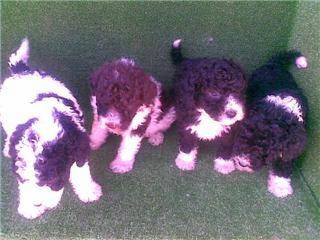 CACHORROS PERRO DE AGUA ESPAÑOL