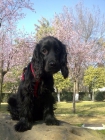 cocker spaniel negro busca novia - mejor precio | unprecio.es