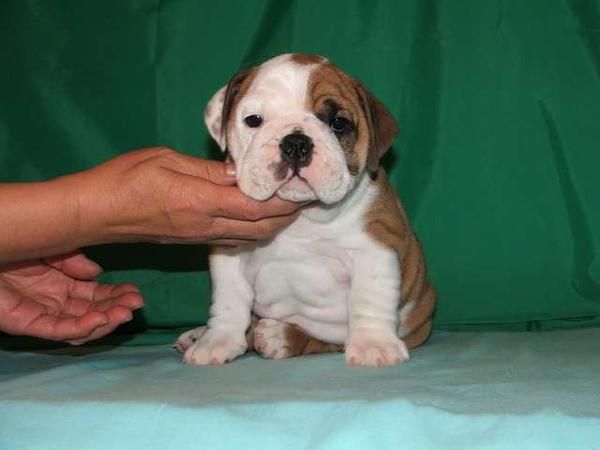 estas encantadora cachorros bulldog francés que busca casas que