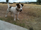 jack russell busca novia - mejor precio | unprecio.es